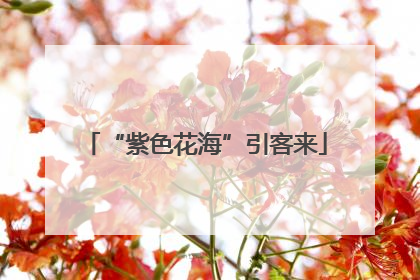“紫色花海”引客来