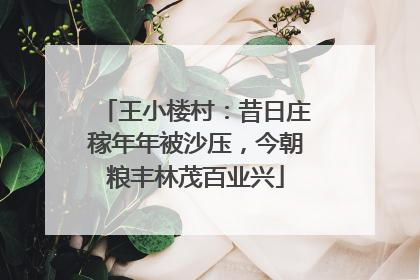 王小楼村：昔日庄稼年年被沙压，今朝粮丰林茂百业兴