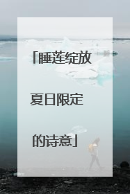 睡莲绽放 夏日限定的诗意