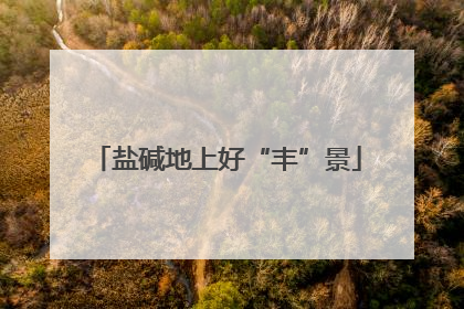 盐碱地上好“丰”景