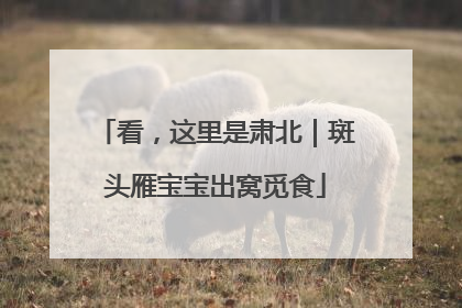 看，这里是肃北｜斑头雁宝宝出窝觅食