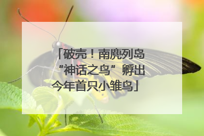 破壳！南麂列岛“神话之鸟”孵出今年首只小雏鸟