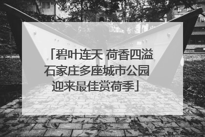 碧叶连天 荷香四溢 石家庄多座城市公园迎来最佳赏荷季