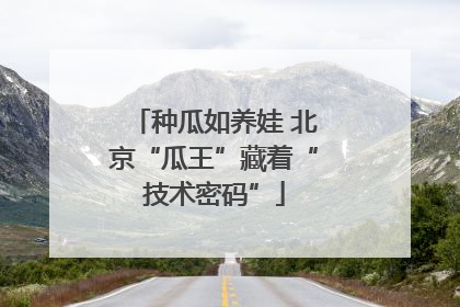 种瓜如养娃 北京“瓜王”藏着“技术密码”