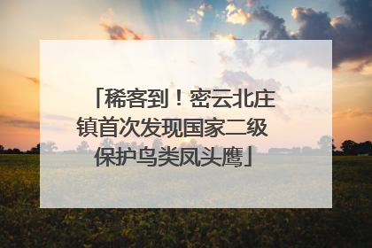 稀客到！密云北庄镇首次发现国家二级保护鸟类凤头鹰