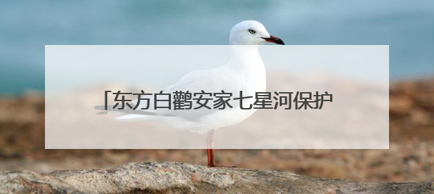 东方白鹳安家七星河保护区 人工巢迎来首批鹳宝