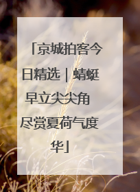 京城拍客今日精选｜蜻蜓早立尖尖角 尽赏夏荷气度华