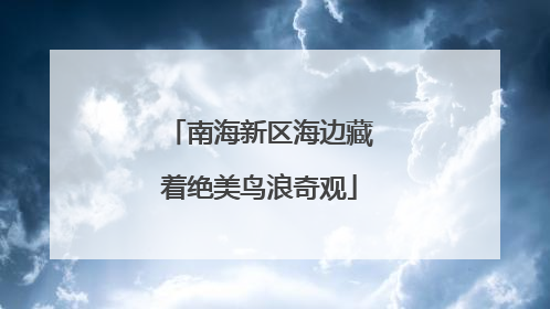 南海新区海边藏着绝美鸟浪奇观