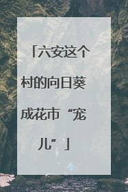 六安这个村的向日葵成花市“宠儿”