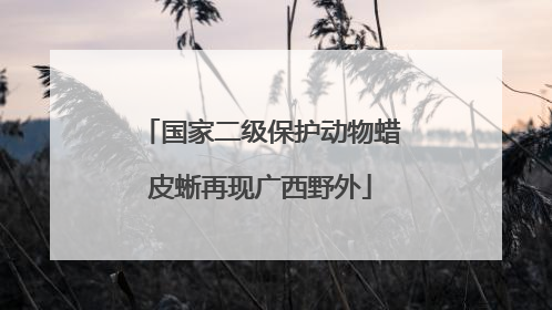 国家二级保护动物蜡皮蜥再现广西野外