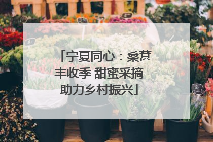 宁夏同心：桑葚丰收季 甜蜜采摘助力乡村振兴