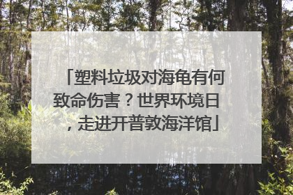 塑料垃圾对海龟有何致命伤害？世界环境日，走进开普敦海洋馆