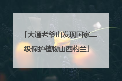 大通老爷山发现国家二级保护植物山西杓兰