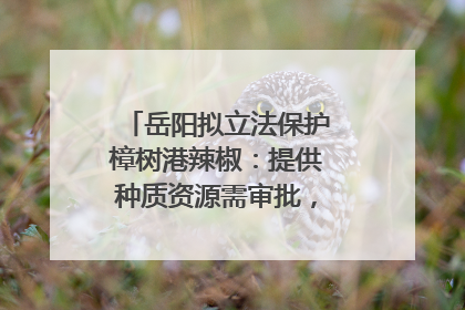 岳阳拟立法保护樟树港辣椒：提供种质资源需审批，违规最高罚5万