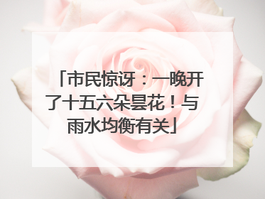 市民惊讶：一晚开了十五六朵昙花！与雨水均衡有关