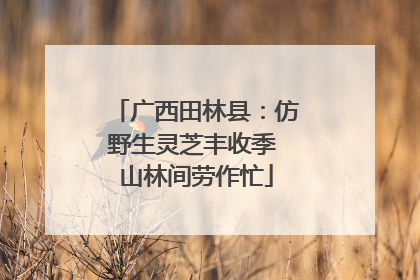 广西田林县：仿野生灵芝丰收季 山林间劳作忙