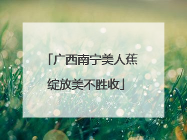 广西南宁美人蕉绽放美不胜收