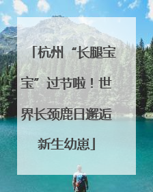 杭州“长腿宝宝”过节啦！世界长颈鹿日邂逅新生幼崽