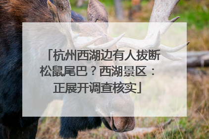 杭州西湖边有人拔断松鼠尾巴？西湖景区：正展开调查核实