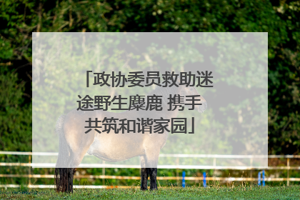 政协委员救助迷途野生麋鹿 携手共筑和谐家园