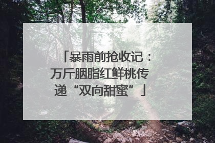 暴雨前抢收记：万斤胭脂红鲜桃传递“双向甜蜜”