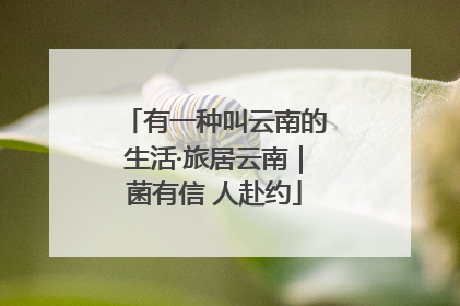 有一种叫云南的生活·旅居云南｜菌有信 人赴约