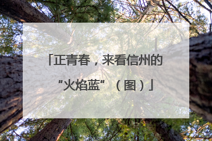 正青春，来看信州的“火焰蓝”（图）