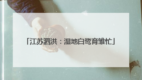 江苏泗洪：湿地白鹭育雏忙