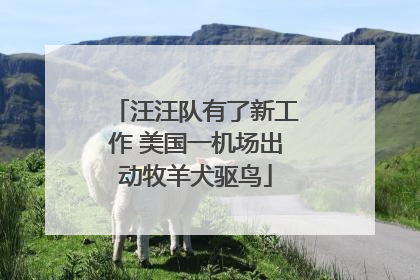 汪汪队有了新工作 美国一机场出动牧羊犬驱鸟