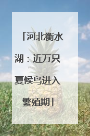 河北衡水湖：近万只夏候鸟进入繁殖期