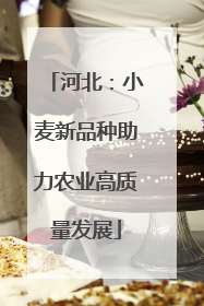 河北：小麦新品种助力农业高质量发展