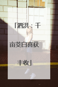 泗洪：千亩茭白喜获丰收