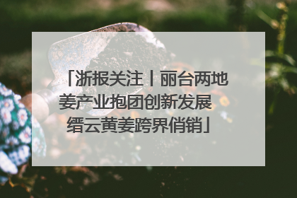 浙报关注丨丽台两地姜产业抱团创新发展 缙云黄姜跨界俏销