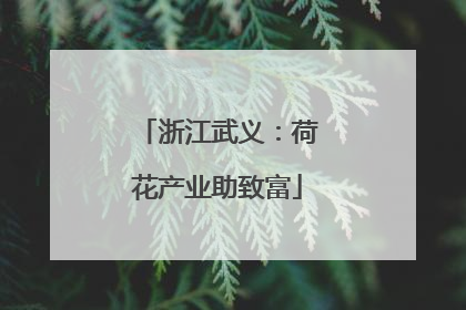 浙江武义：荷花产业助致富