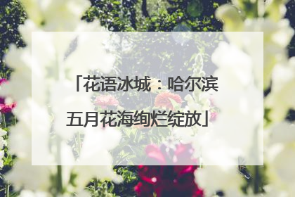花语冰城：哈尔滨五月花海绚烂绽放