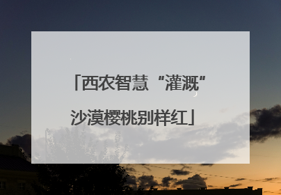 西农智慧“灌溉” 沙漠樱桃别样红