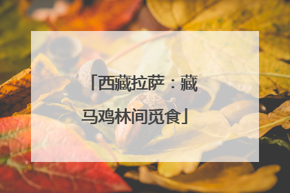 西藏拉萨：藏马鸡林间觅食