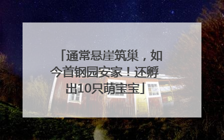 通常悬崖筑巢，如今首钢园安家！还孵出10只萌宝宝
