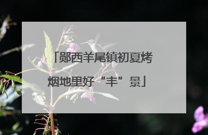 郧西羊尾镇初夏烤烟地里好“丰”景
