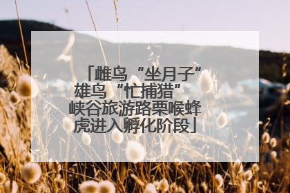 雌鸟“坐月子”雄鸟“忙捕猎” 峡谷旅游路栗喉蜂虎进入孵化阶段