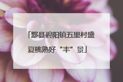 黟县碧阳镇五里村盛夏桃熟好“丰”景